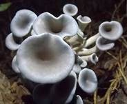 Taubenblauer Seitling, Foto 6