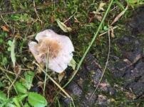 Taubentäubling, Foto 15