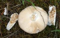 Taubentäubling, Foto 24