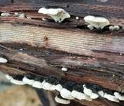 Borstiger Gallertblättling, Foto 6