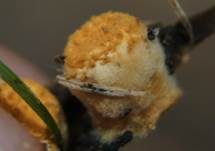 Tiegelteuerling, Foto 12