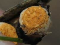 Tiegelteuerling, Foto 14