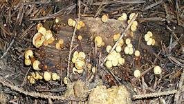 Tiegelteuerling, Foto 18