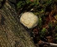 Tiegelteuerling, Foto 31