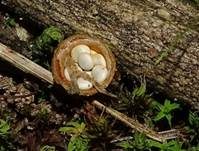 Tiegelteuerling, Foto 34