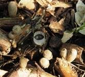 Tiegelteuerling, Foto 39
