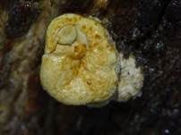 Tiegelteuerling, Foto 53