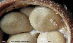 Tiegelteuerling, Foto 64