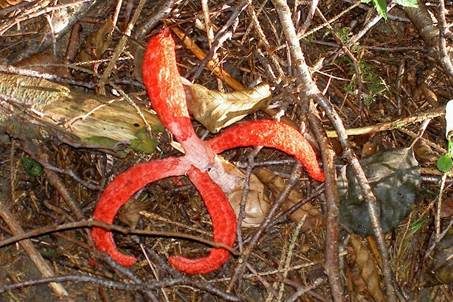 Tintenfischpilz, Foto 2