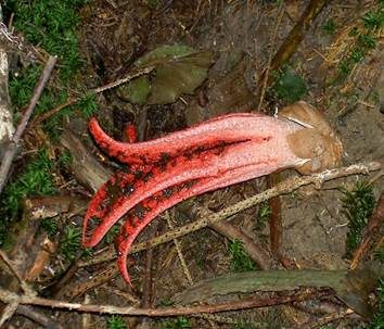Tintenfischpilz, Foto 3