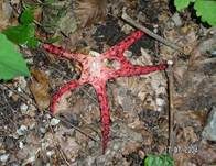 Tintenfischpilz, Foto 13