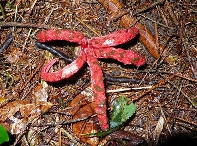 Tintenfischpilz, Foto 4