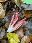 Tintenfischpilz, Foto 55