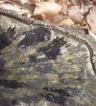 Tintenstrichpilz, Foto 7