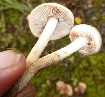 Tonblasser Fälbling, Foto 4