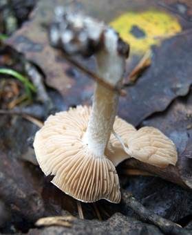 Tonblasser Fälbling, Foto 5