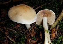 Tonblasser Fälbling, Foto 6
