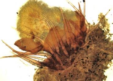 Borstiger Kotling, Foto 3