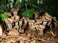 Totentrompete, Foto 15