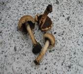 Tränender Saumpilz, Foto 16