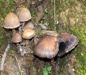 Tränender Saumpilz, Foto 35