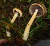Tränender Saumpilz, Foto 48