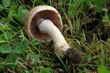 Tränender Saumpilz, Foto 7