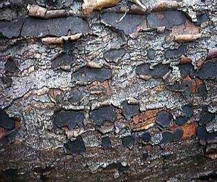 Traubenkirschen Rindenkugelpilz, Foto 2