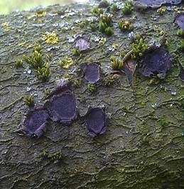 Traubenkirschen Rindenkugelpilz, Foto 4