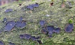 Traubenkirschen Rindenkugelpilz, Foto 8