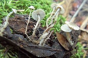 Traubenstieliger Sklerotienrübling, Foto 1