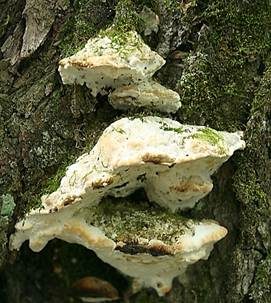Treppenförmiger Steifporling, Foto 2
