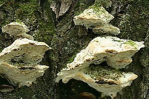 Treppenförmiger Steifporling, Foto 1