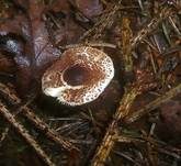 Borstiger Schirmling, Foto 4