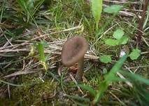 Trichterlingsrötling, Foto 6