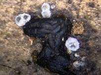 Trichterpilzchen, Foto 10