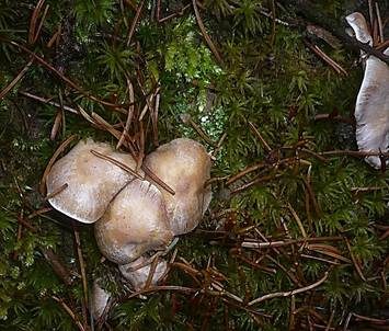 Trockener Schleimkopf, Foto 4