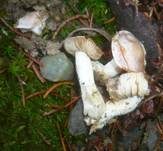 Trockener Schleimkopf, Foto 7