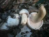 Trockener Schneckling, Foto 13