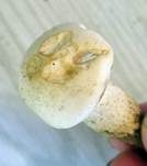 Trockener Schneckling, Foto 18