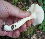 Trockener Schneckling, Foto 22