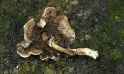 Tropenegerling, Foto 7