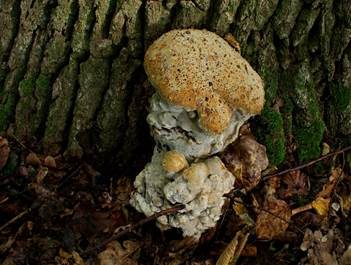 Tropfender Schillerporling, Foto 3