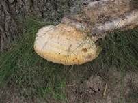 Tropfender Schillerporling, Foto 12
