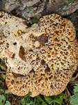 Tropfender Schillerporling, Foto 30