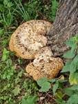 Tropfender Schillerporling, Foto 31