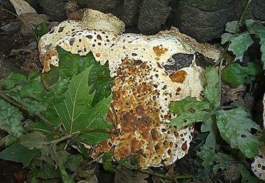 Tropfender Schillerporling, Foto 5