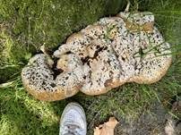 Tropfender Schillerporling, Foto 38