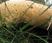 Tropfender Schillerporling, Foto 11