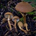 Trügerischer Körnchenschirmling, Foto 7